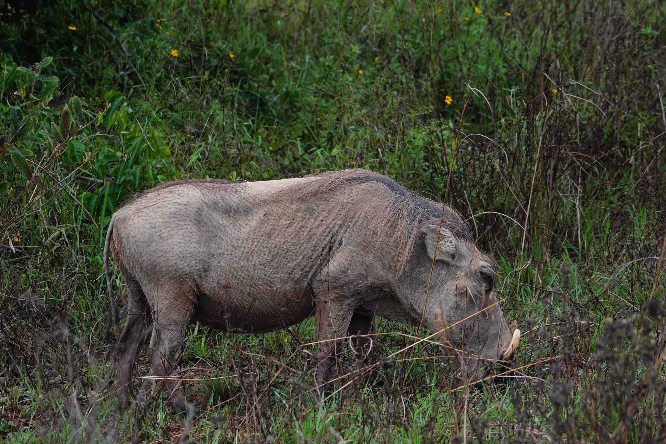 shimba hills safari