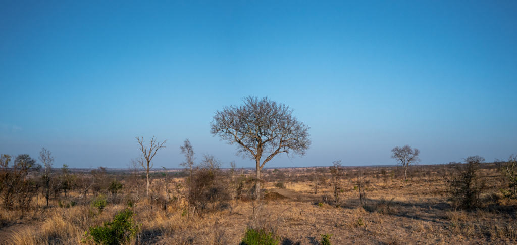 Singita Sabi Sand Private Game Reserve landscape view