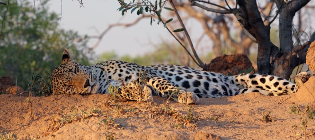 Singita Sabi Sand Private Game Reserve leopard