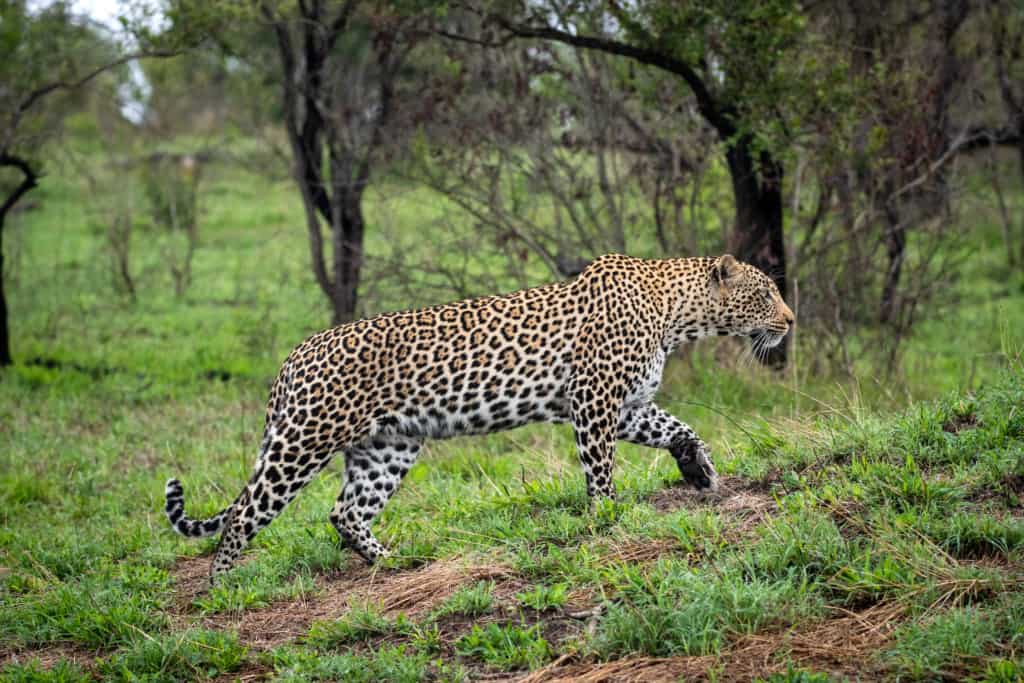 Singita Sabi Sand Private Game Reserve leopard