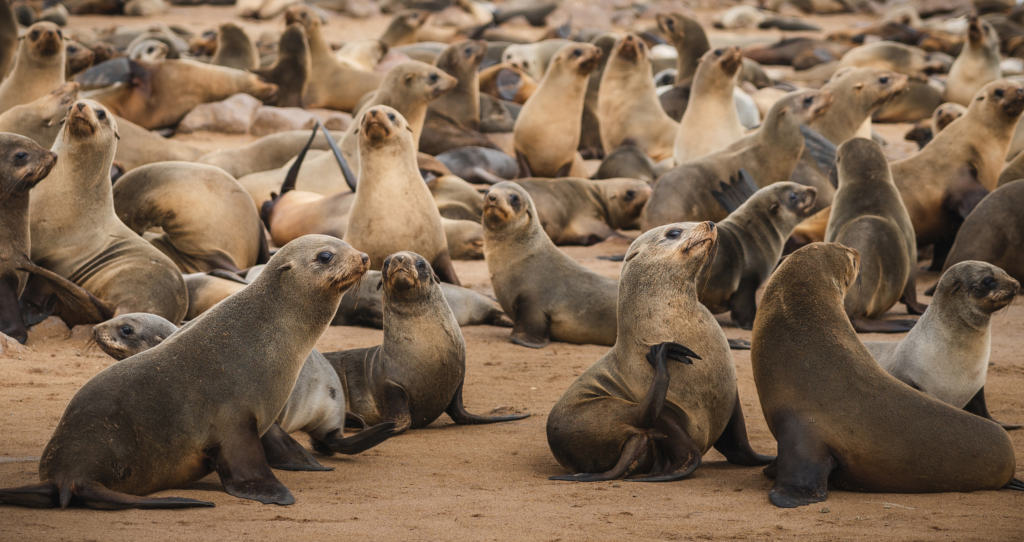 Skeleton Coast National Park seals