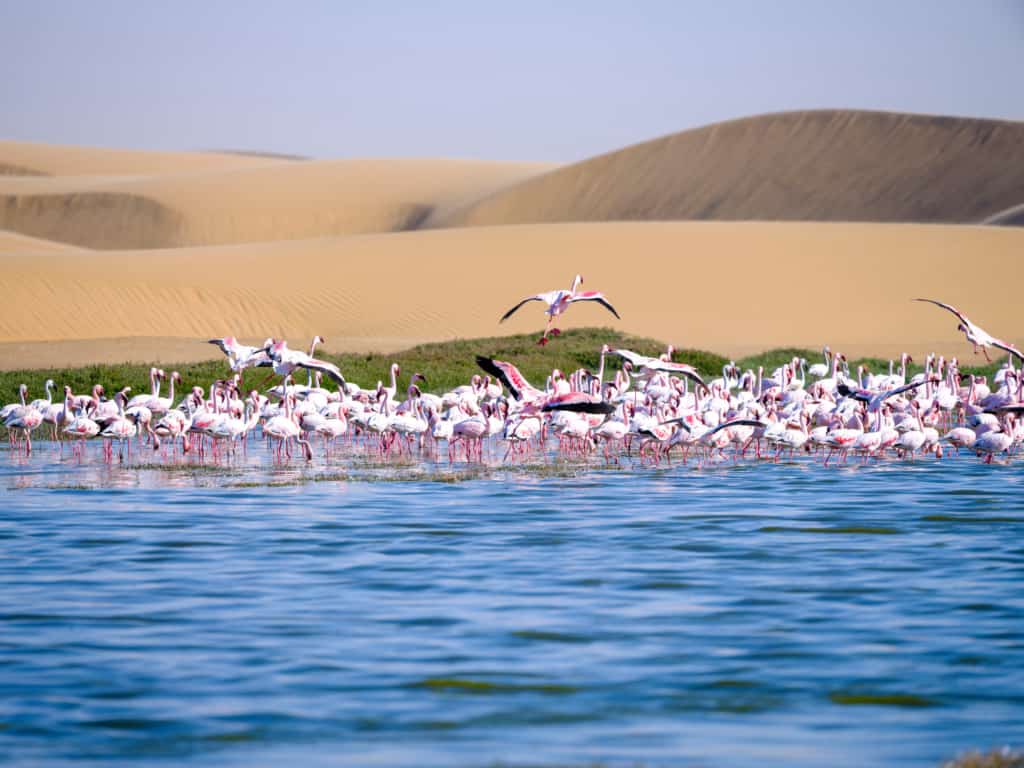 Skeleton Coast National Park flamingos 2