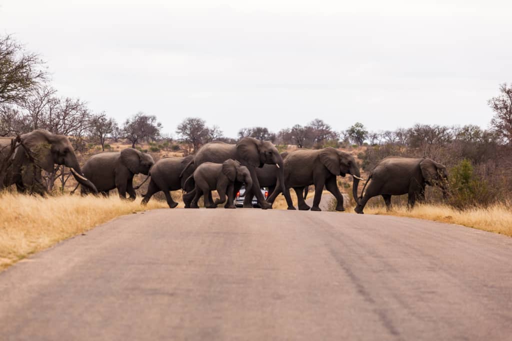 Kruger national park, South Africa: Elephants crossing the road