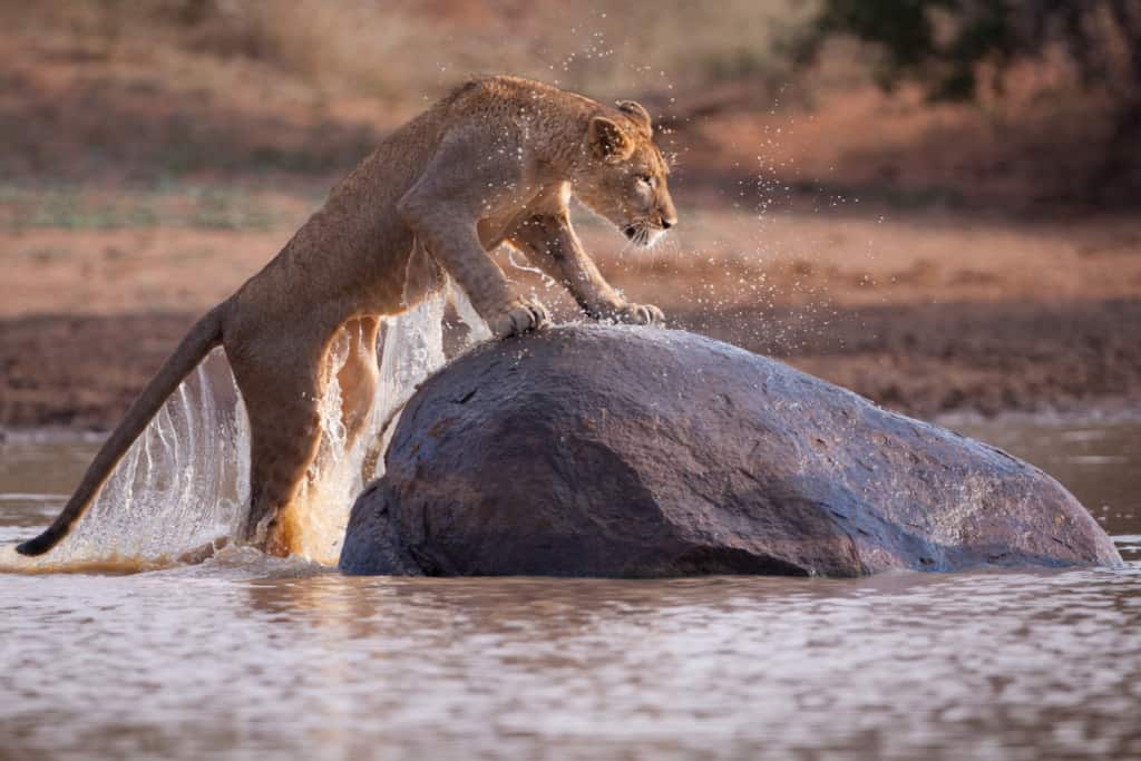 A lioness jumping out of the water in South Africa