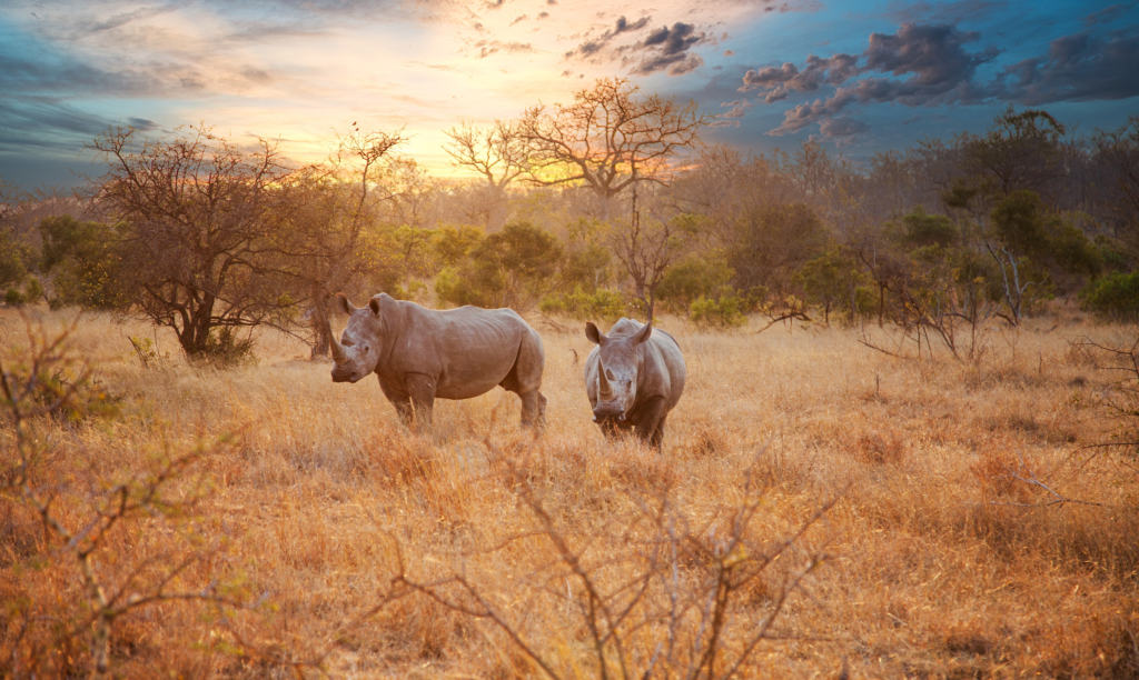 Kruger National Park rhinos on the plain