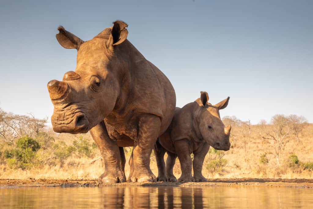 Spioenkop Game Reserve rhinos