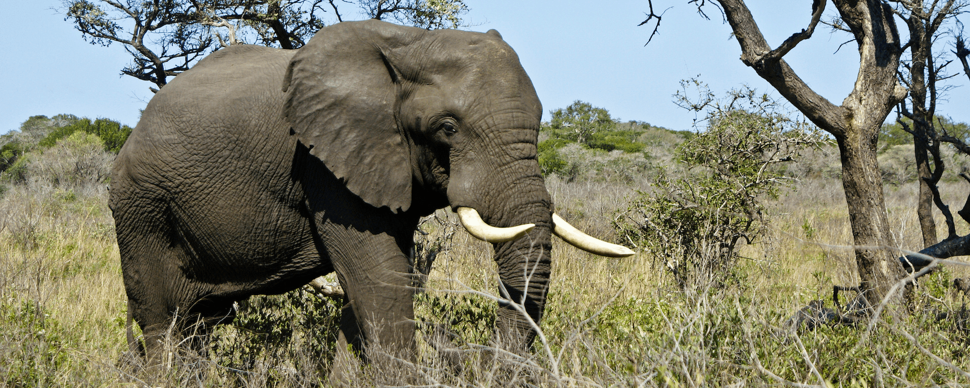 Tembe Elephant Park Safari Prices, Best time, Fees 2024