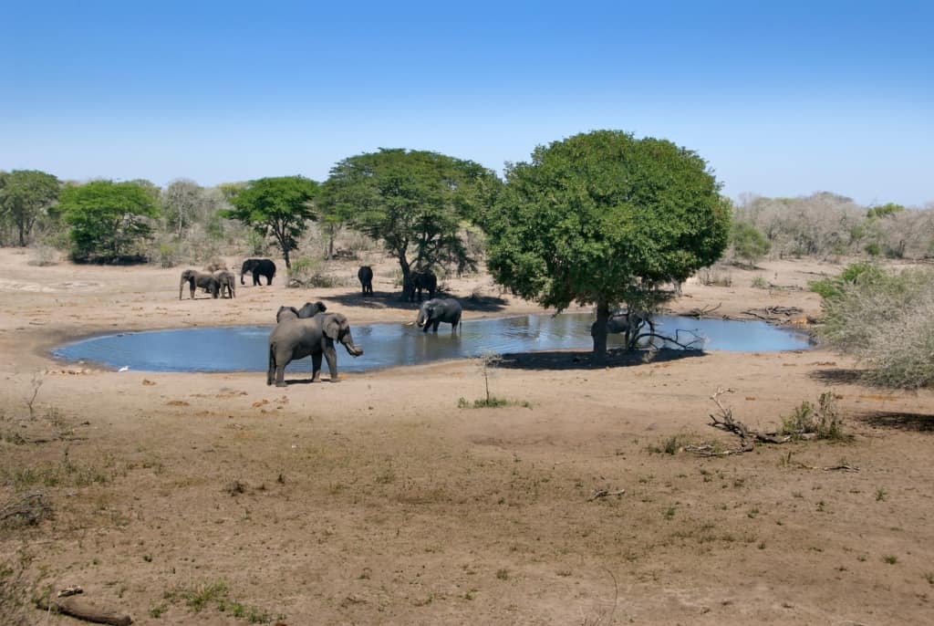 Tembe Elephant Park elephants drinking around a waterhole