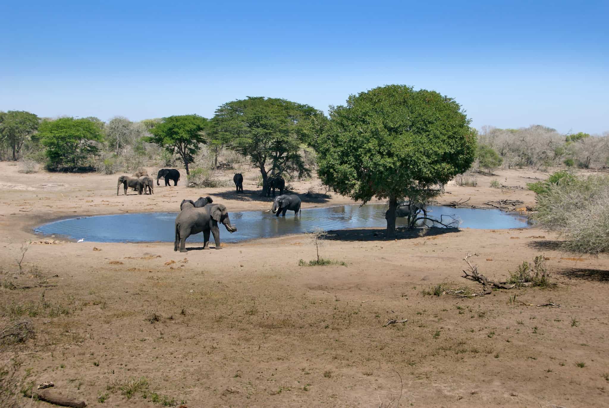 Tembe Elephant Park Safari Prices, Best time, Fees 2024