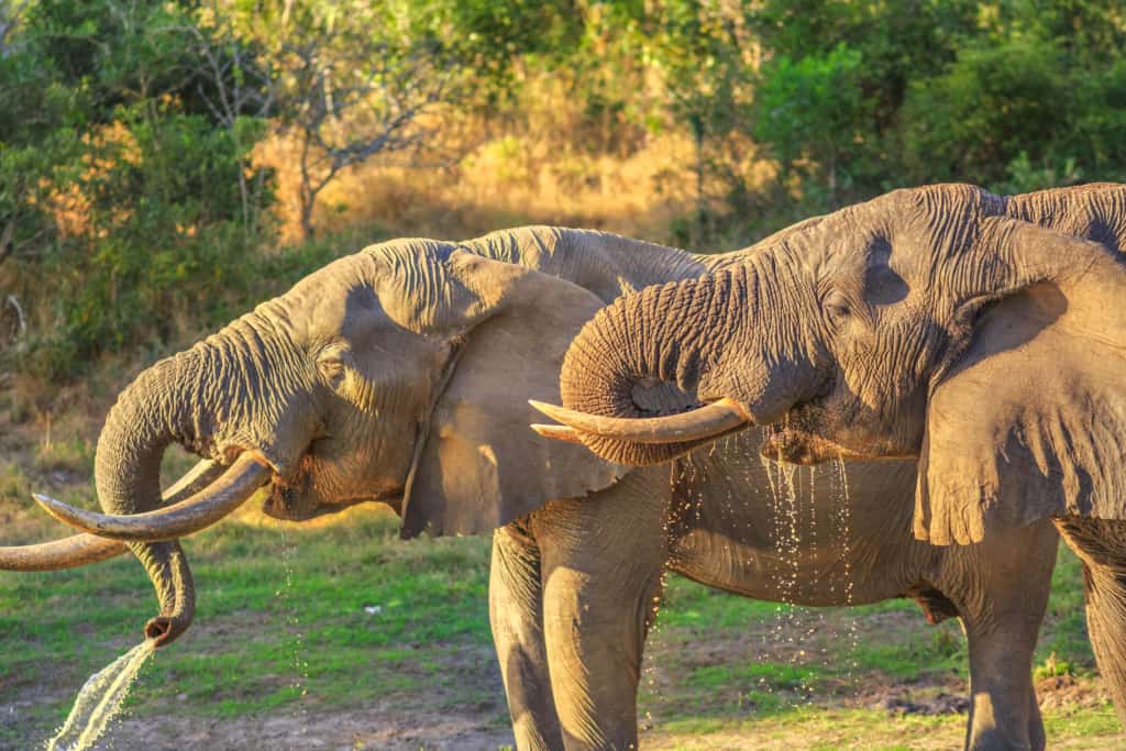 Tembe Elephant Park elephants