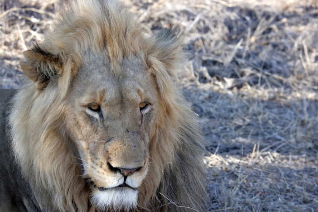 Thornybush Game Reserve lion