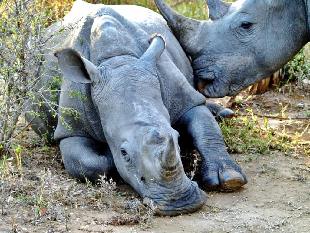 Thornybush Game Reserve rhinos