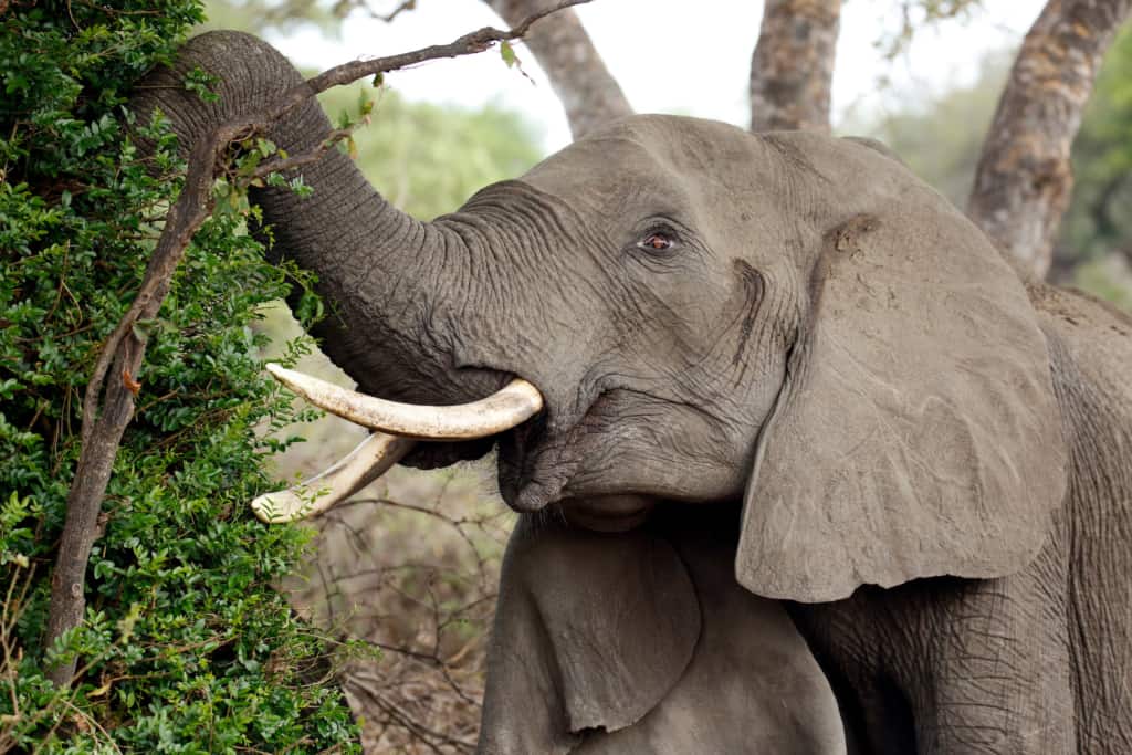 Timbavati Private Nature Reserve elephant