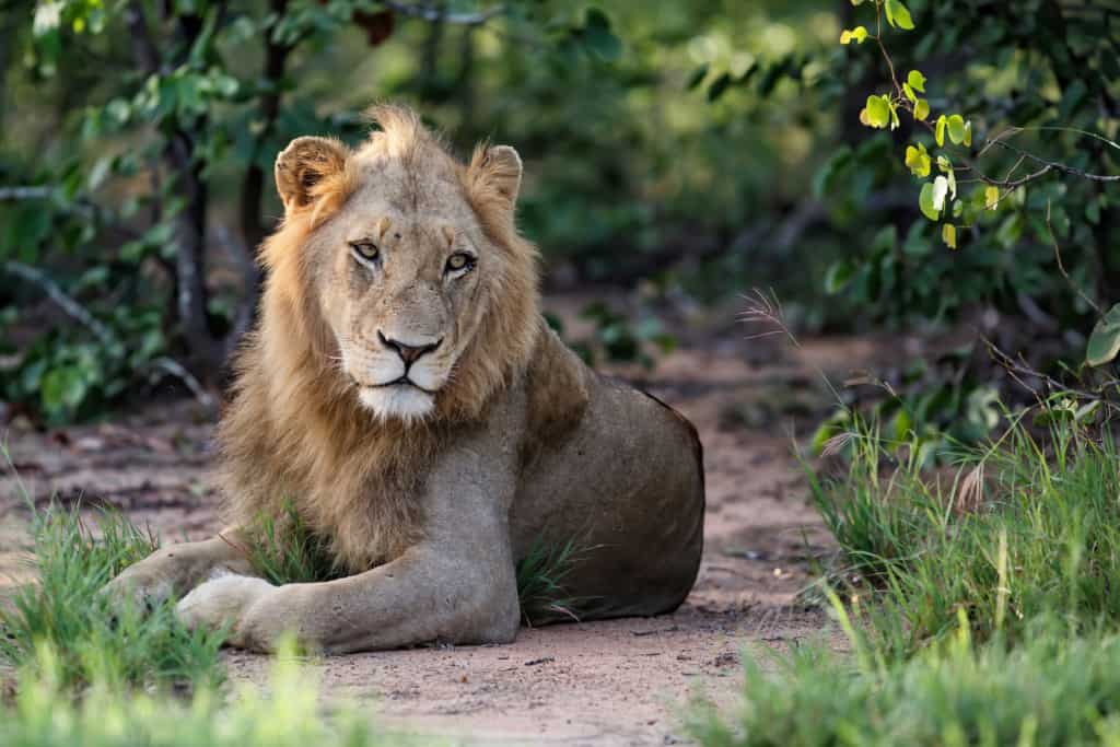 Timbavati Private Nature Reserve lion