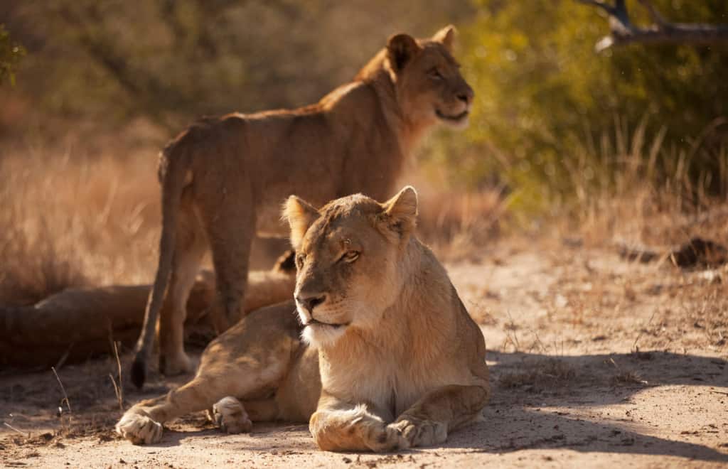 Timbavati Private Nature Reserve lionesses