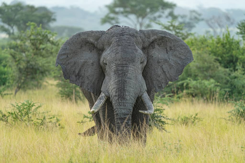 A bull elephant at Toro-Semliki