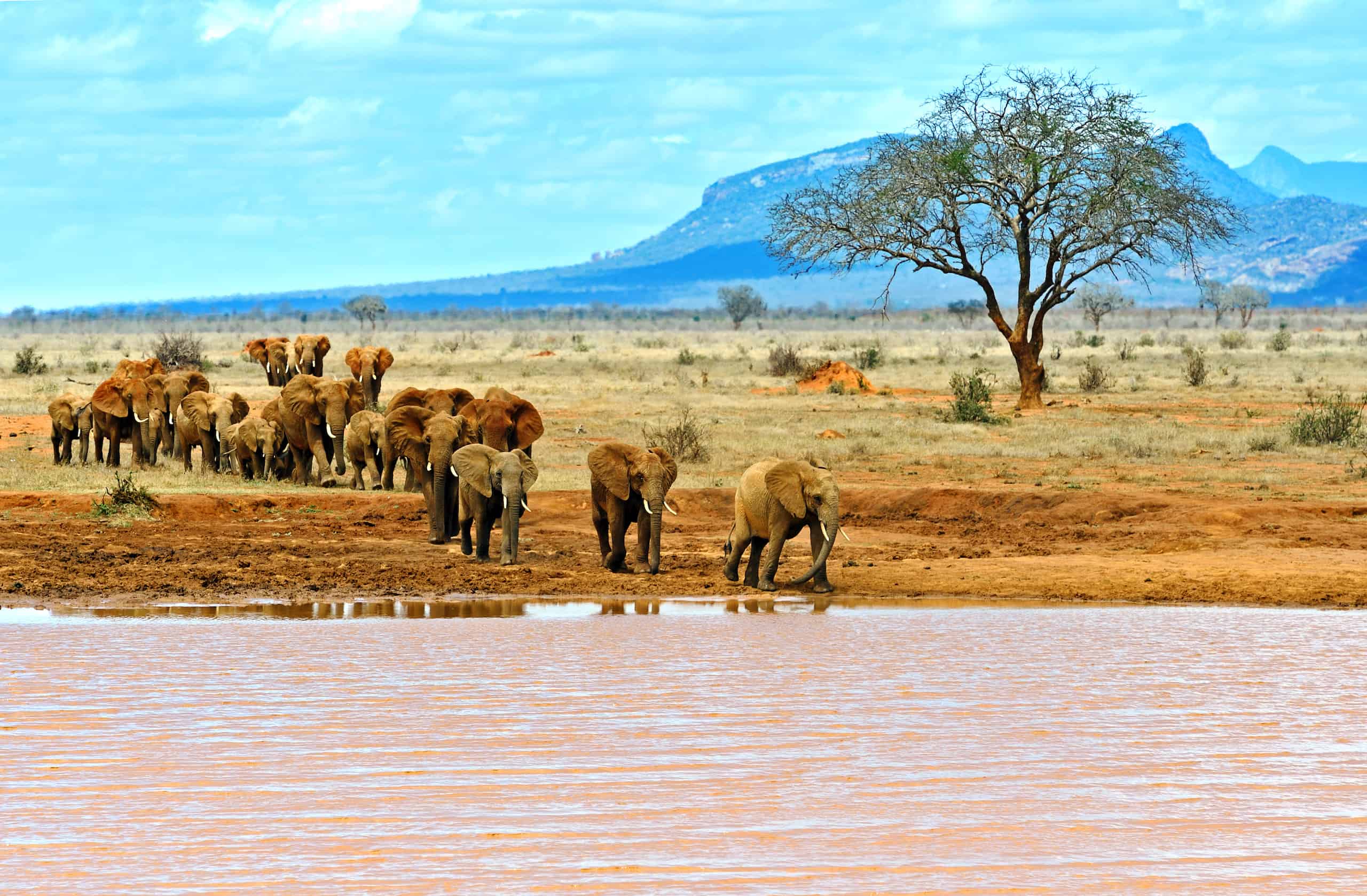 tsavo east safari from mombasa