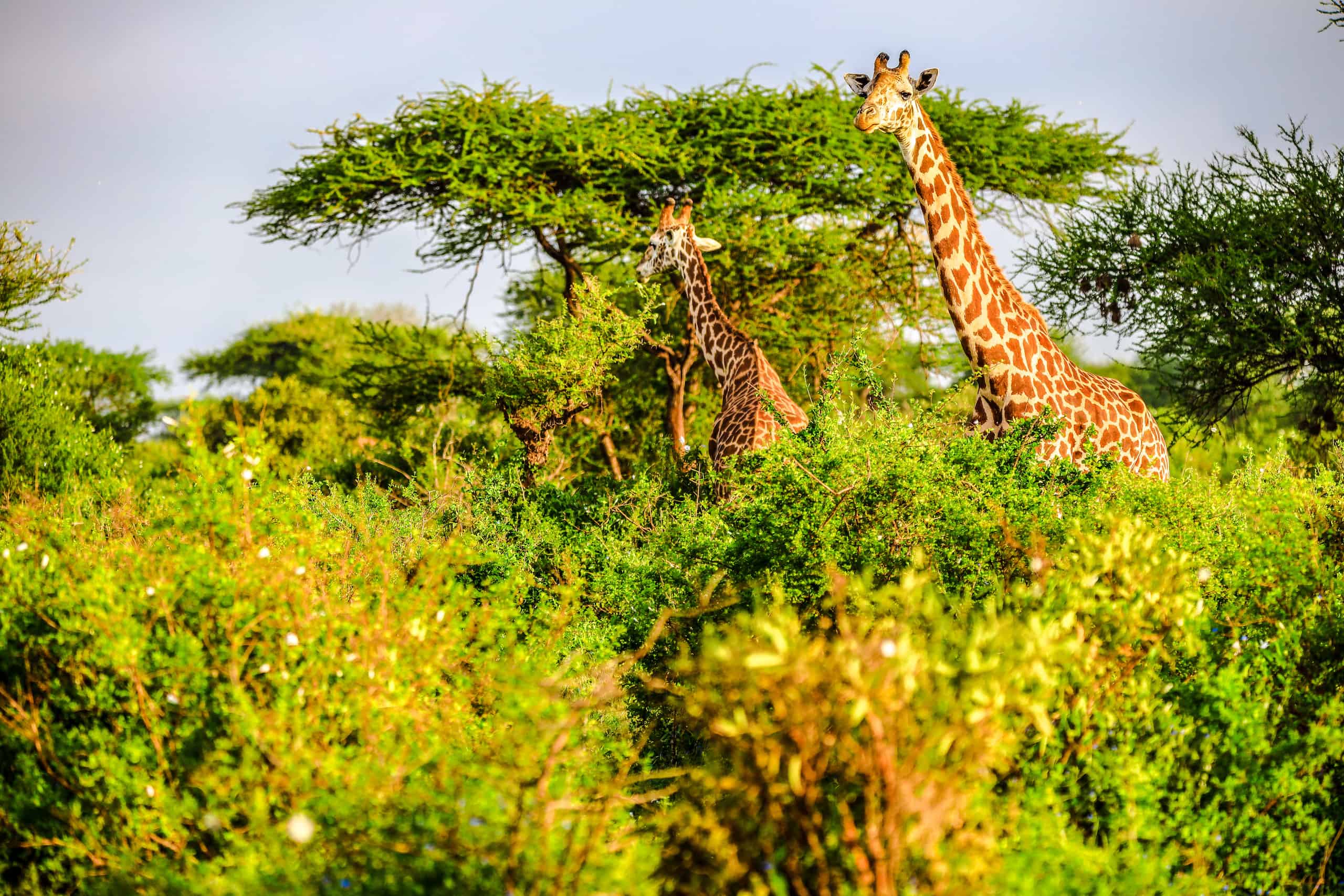 parco tsavo est safari