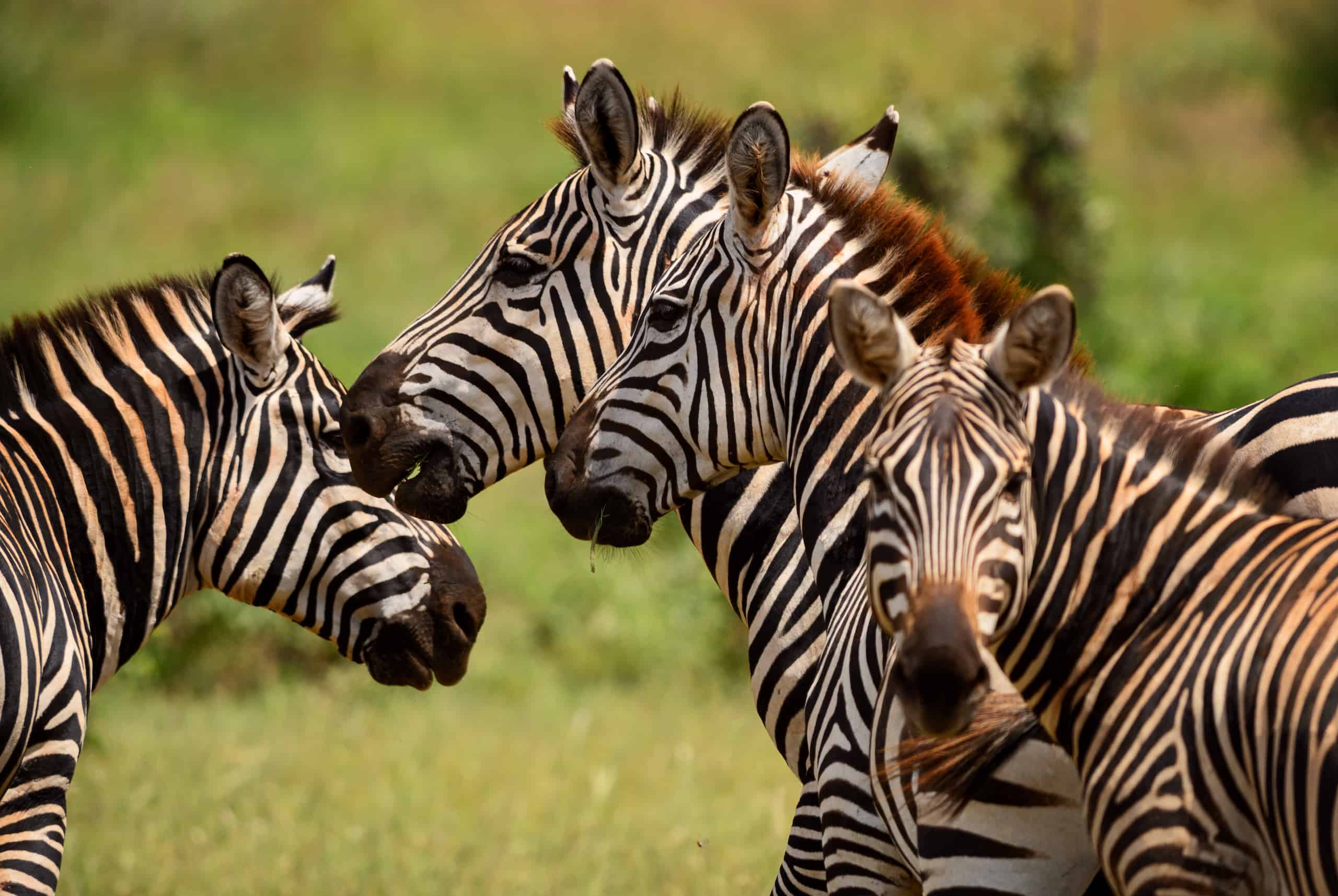 parco tsavo est safari