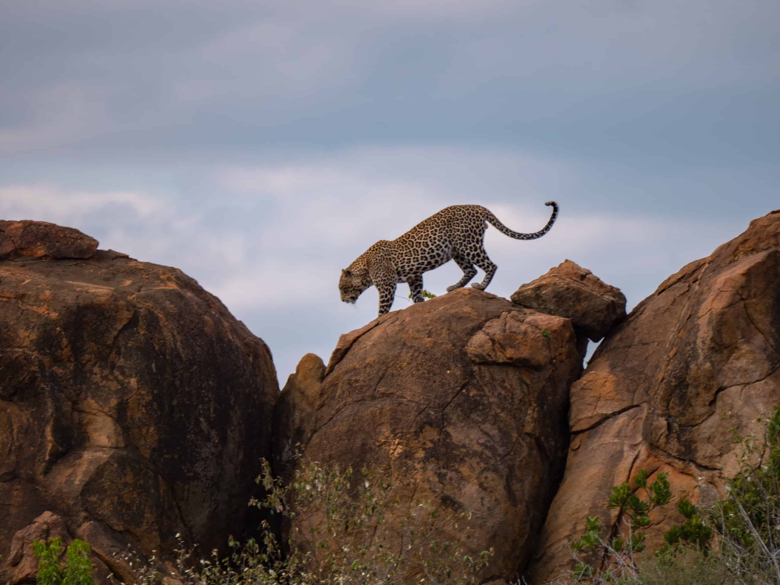 Tsavo West National Park Safari | Fees, Tours, Prices [2024]