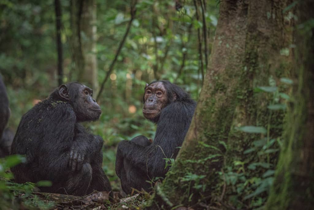 Two chimpanzees in Kibale National Park have a chat