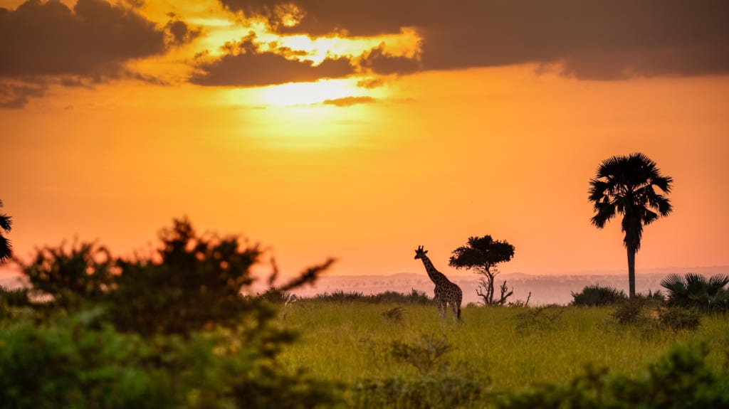 A giraffe enjoys the glorious plain view in Uganda