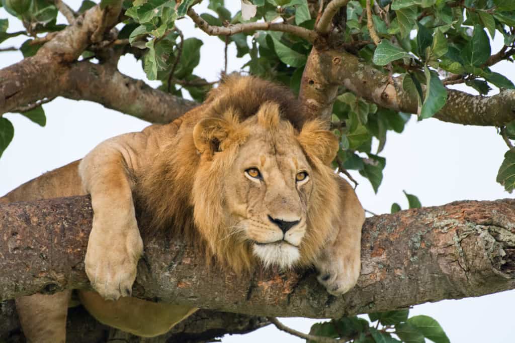 A tree climbing lion watches his prey closely at Ishasha Secotor, Queen Elizabeth National Park, Uganda, Africa