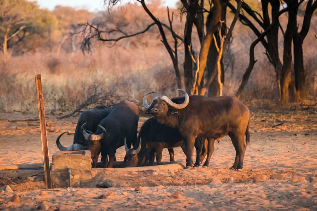 Waterberg Plateau Park buffaloes