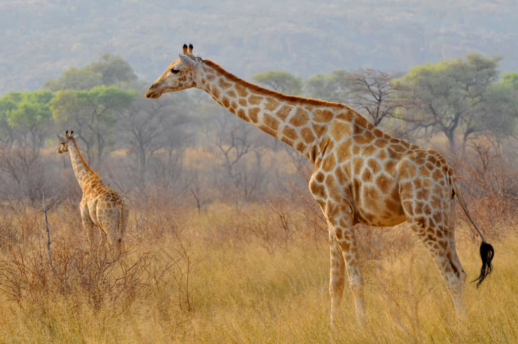 Waterberg Plateau Park giraffes