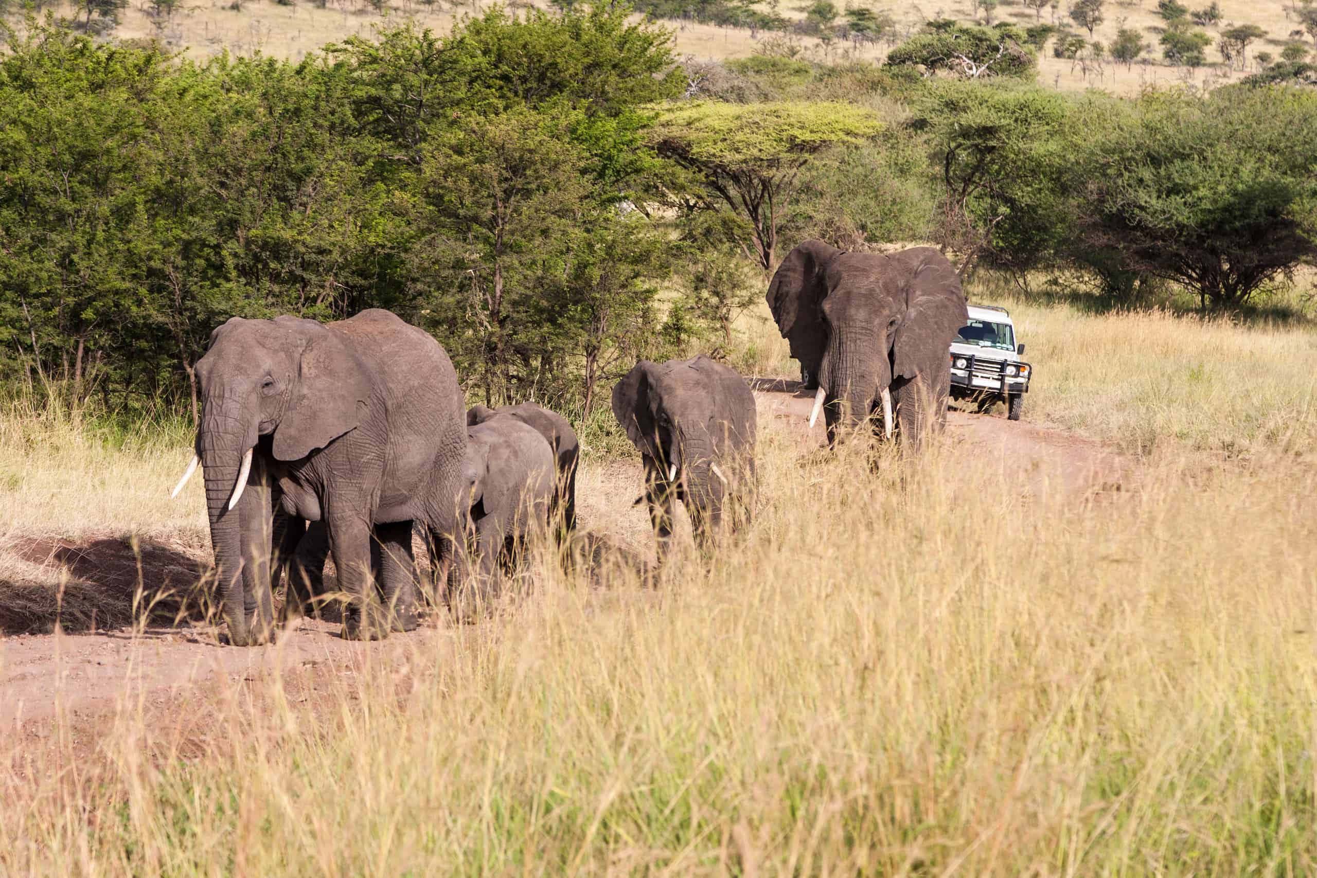 tanzania honeymoon safari and zanzibar