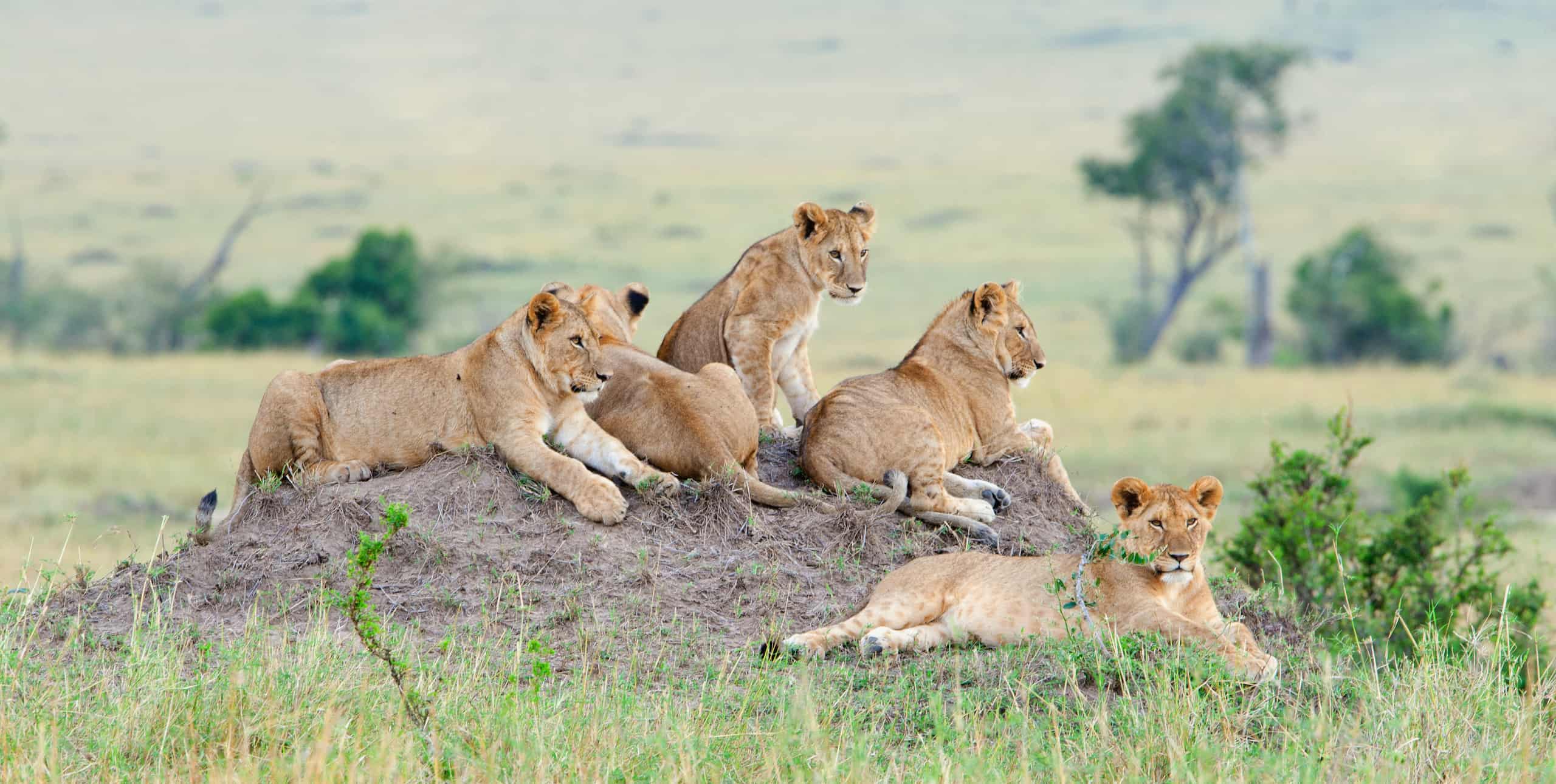 zanzibar safari turu