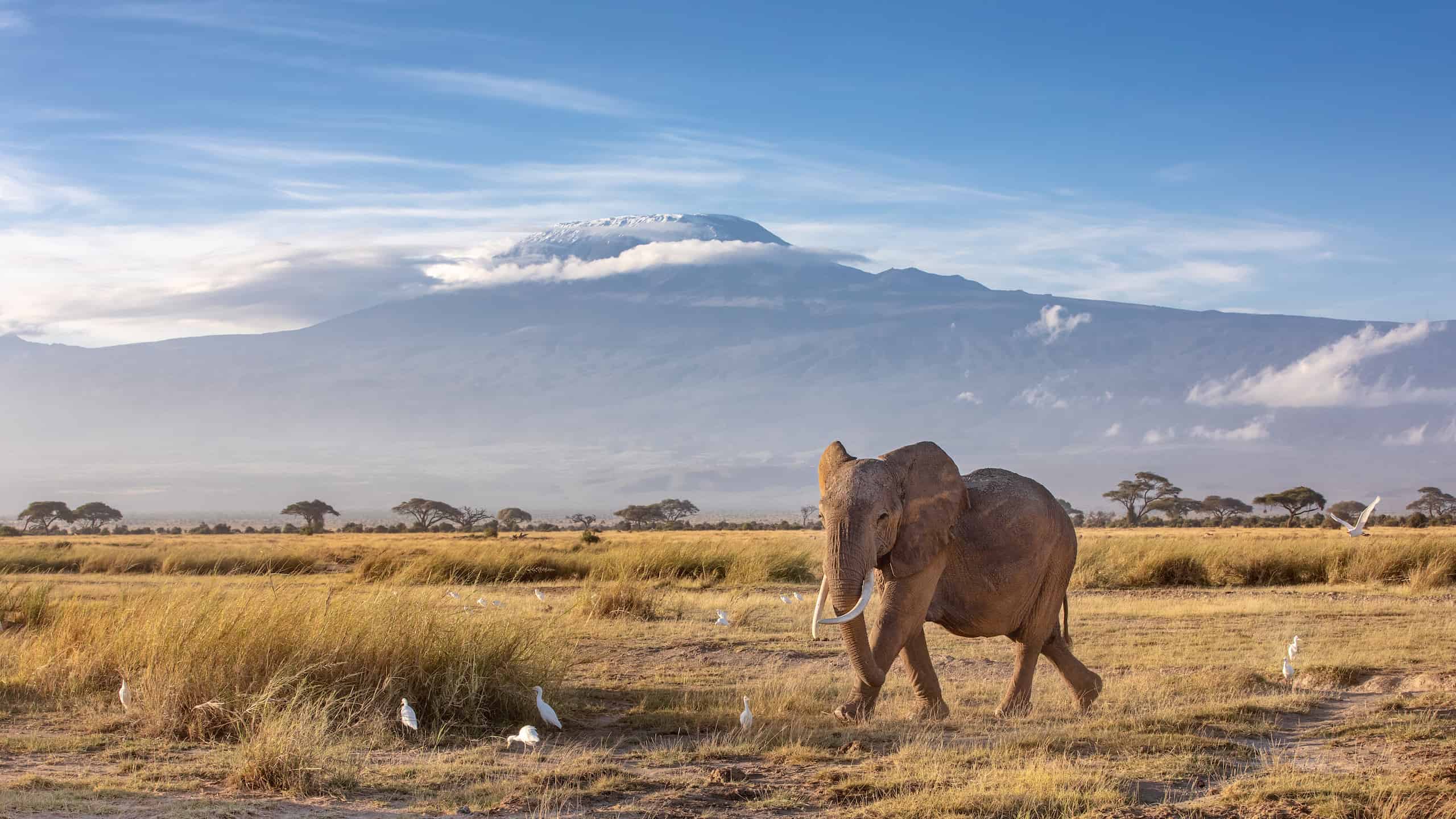 zanzibar safari on a budget