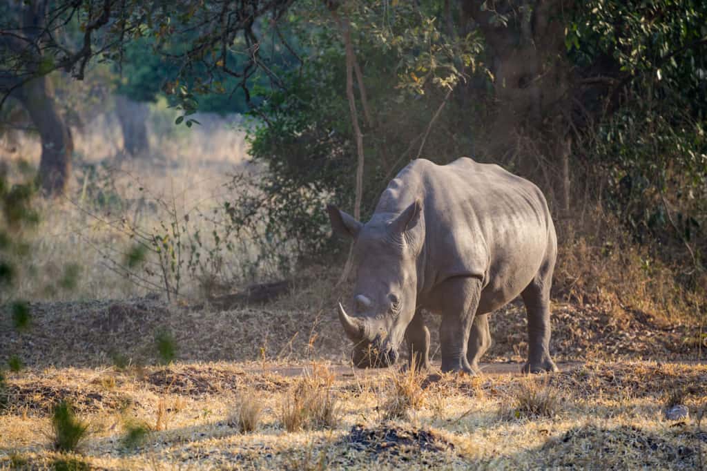 Ziwa Rhino Sanctuary female rhino