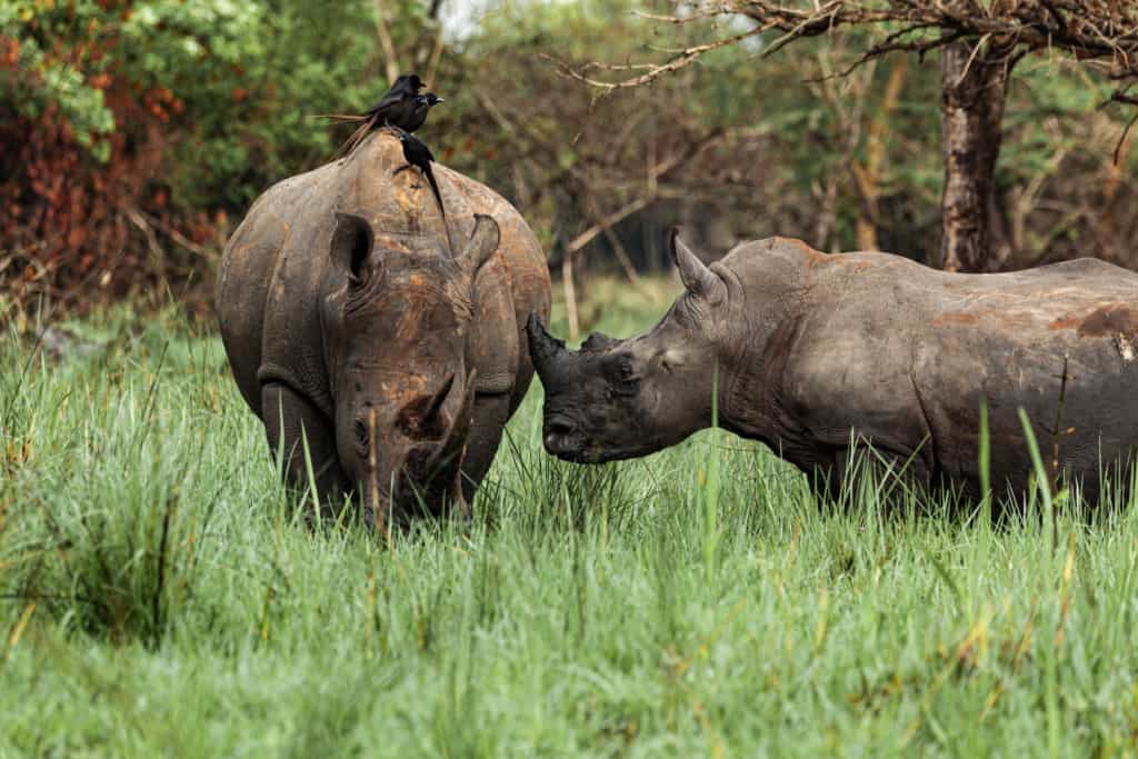 Two rhinos in Ziwa Rhino Sanctuary