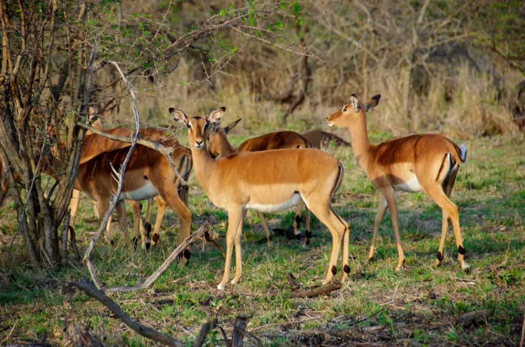 Zulu Nyala Game Reserve impala