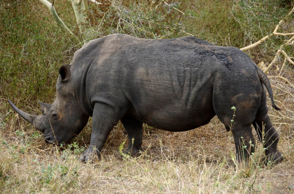 Zulu Nyala Game Reserve rhino